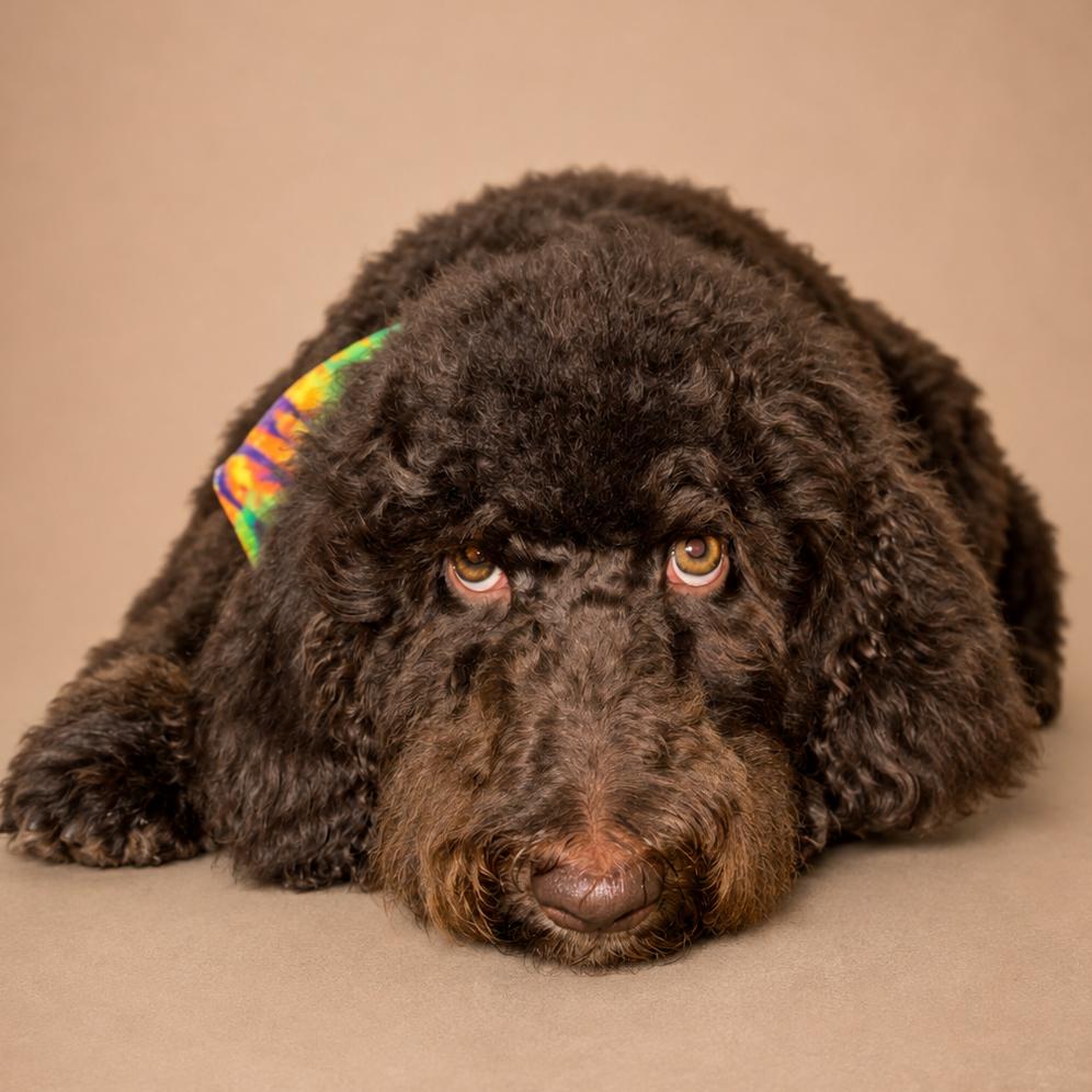 Enlarge Bob, a Adoptable mixed breed in Little Rock, AR image 3/6