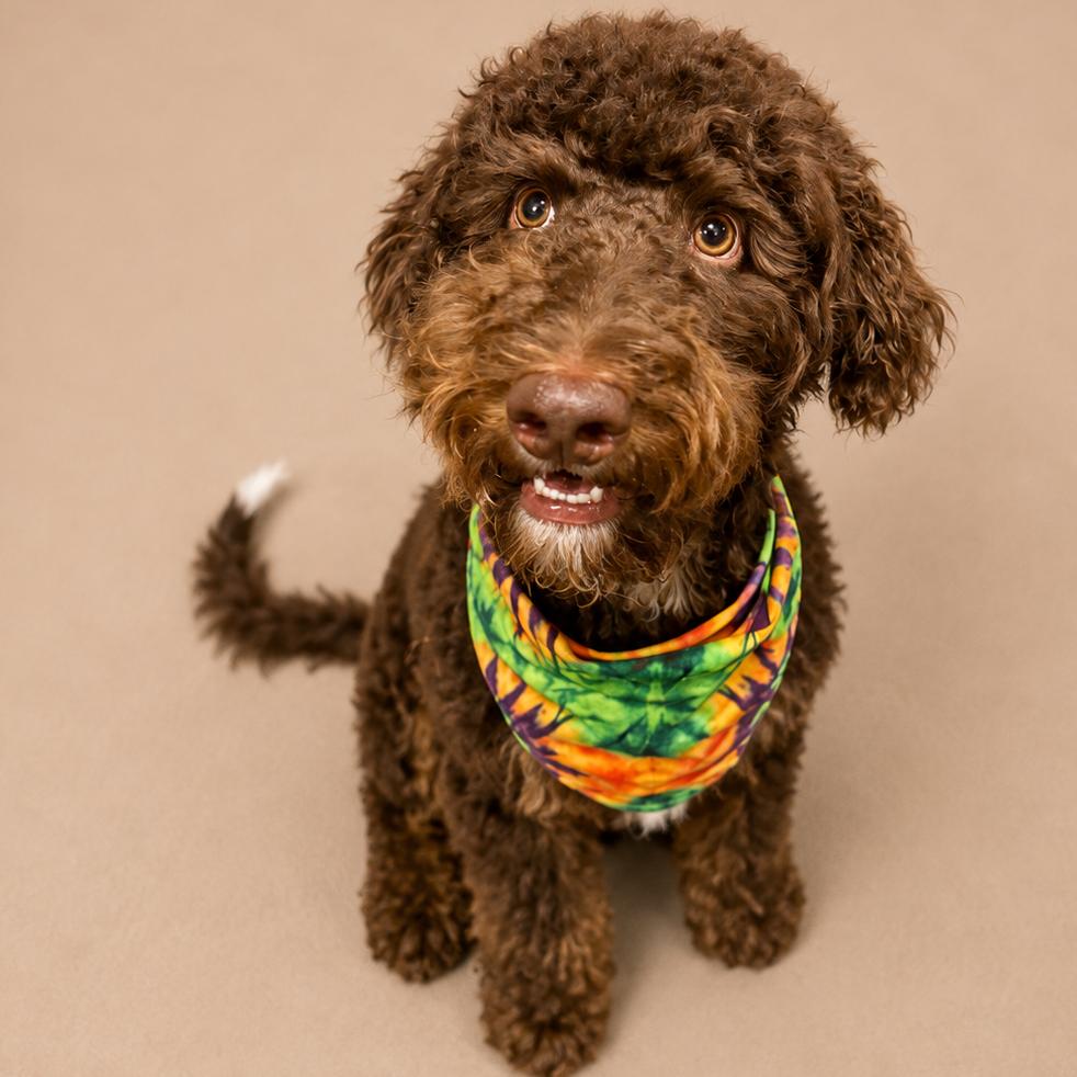 Enlarge Bob, a Adoptable mixed breed in Little Rock, AR image 4/6