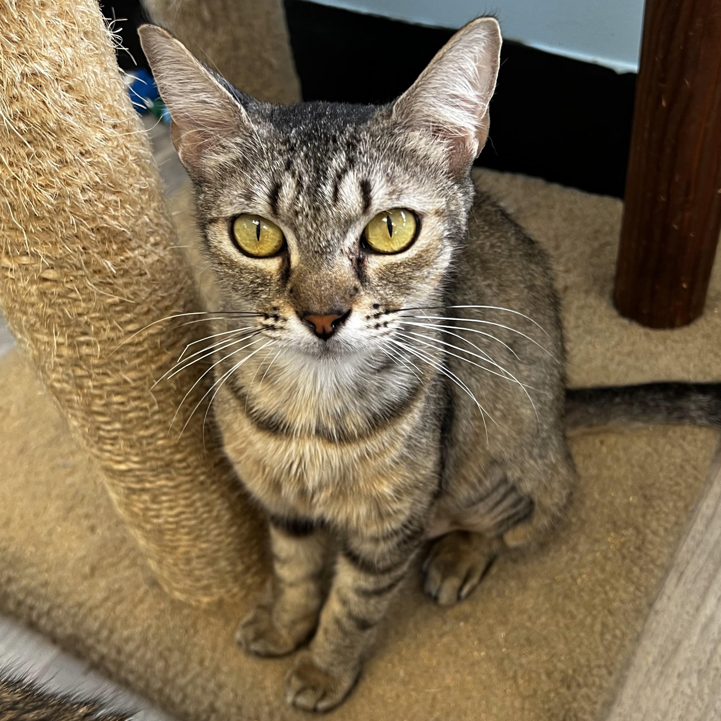 Enlarge Chantilly, a Adoptable Domestic Short Hair in Margate, FL image 1/1