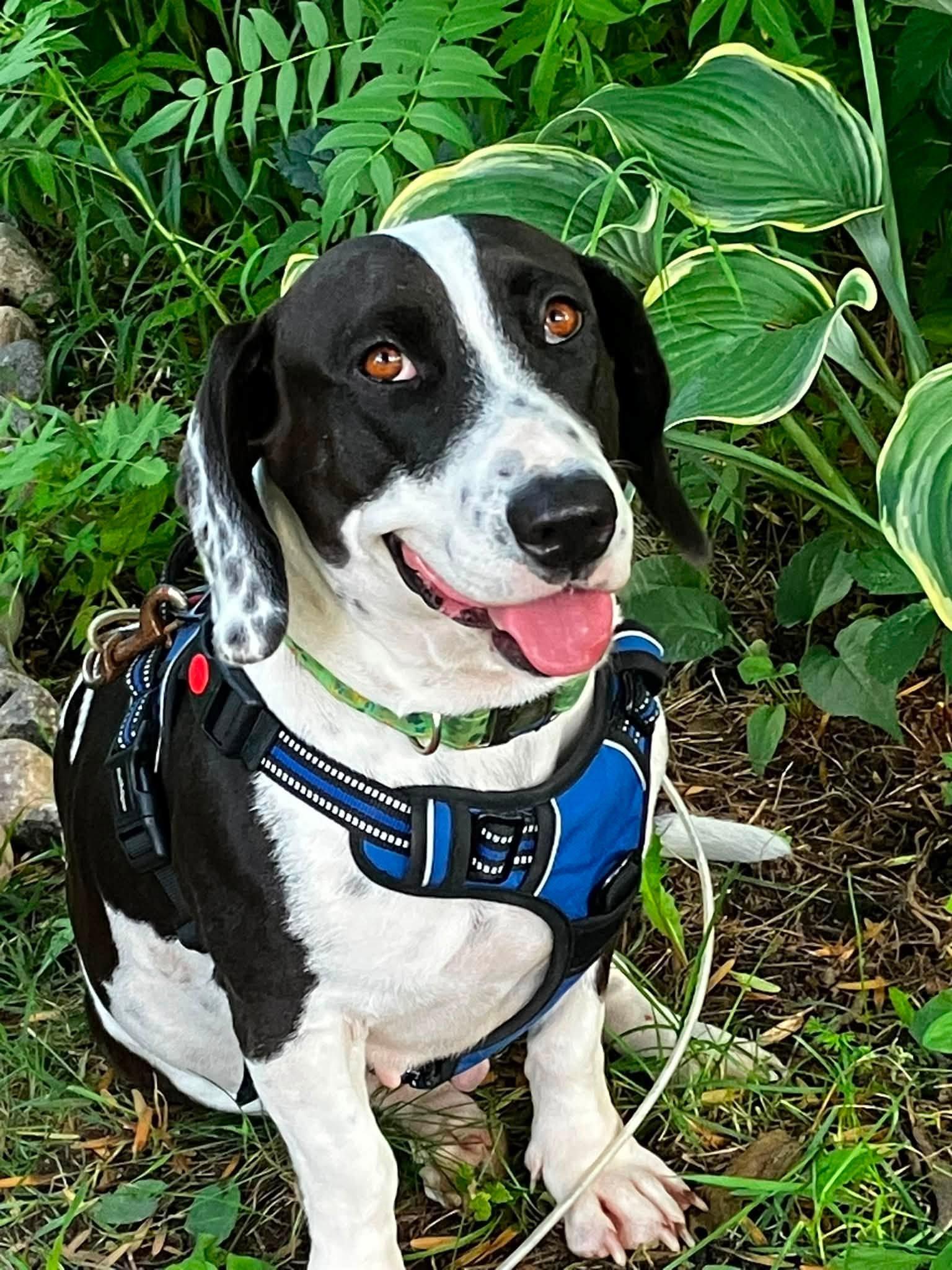 Enlarge Junie, a Adoption Pending Basset Hound in Woodstock, ON image 6/6