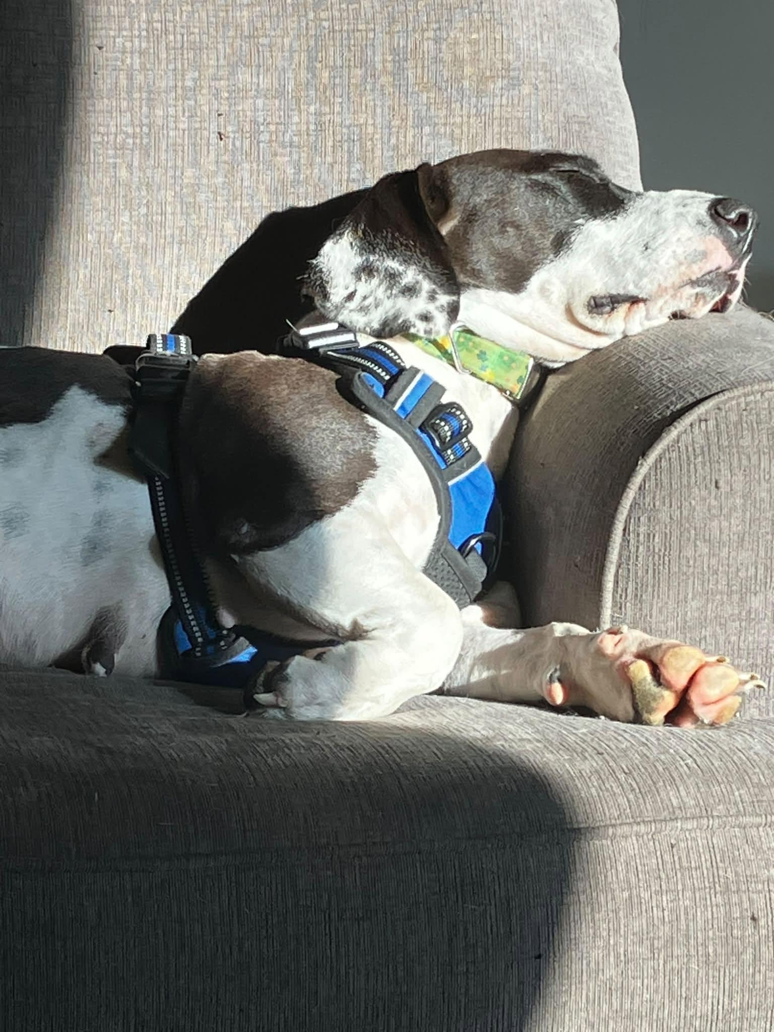 Enlarge Junie, a Adoption Pending Basset Hound in Woodstock, ON image 4/6
