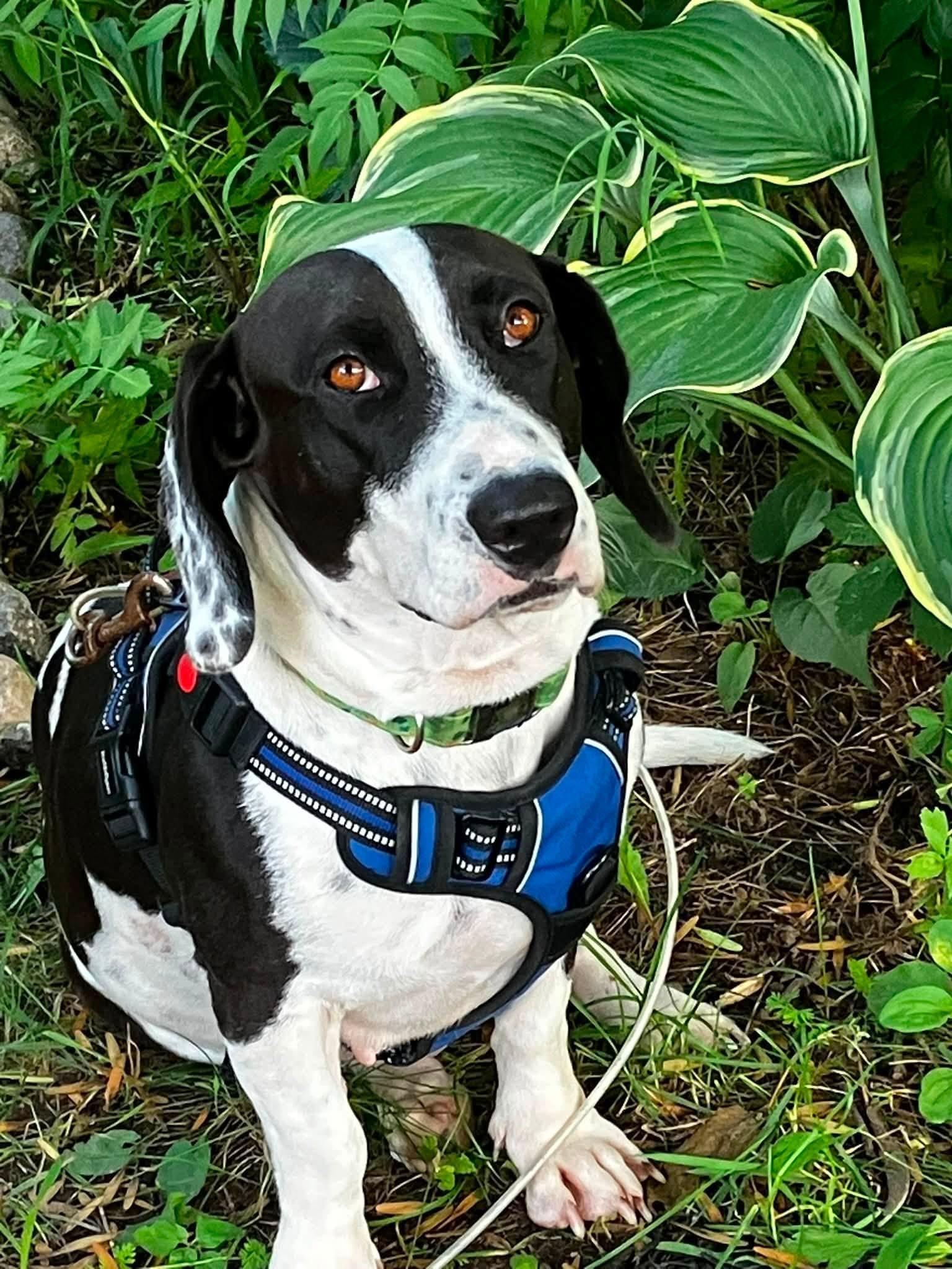 Enlarge Junie, a Adoption Pending Basset Hound in Woodstock, ON image 2/6