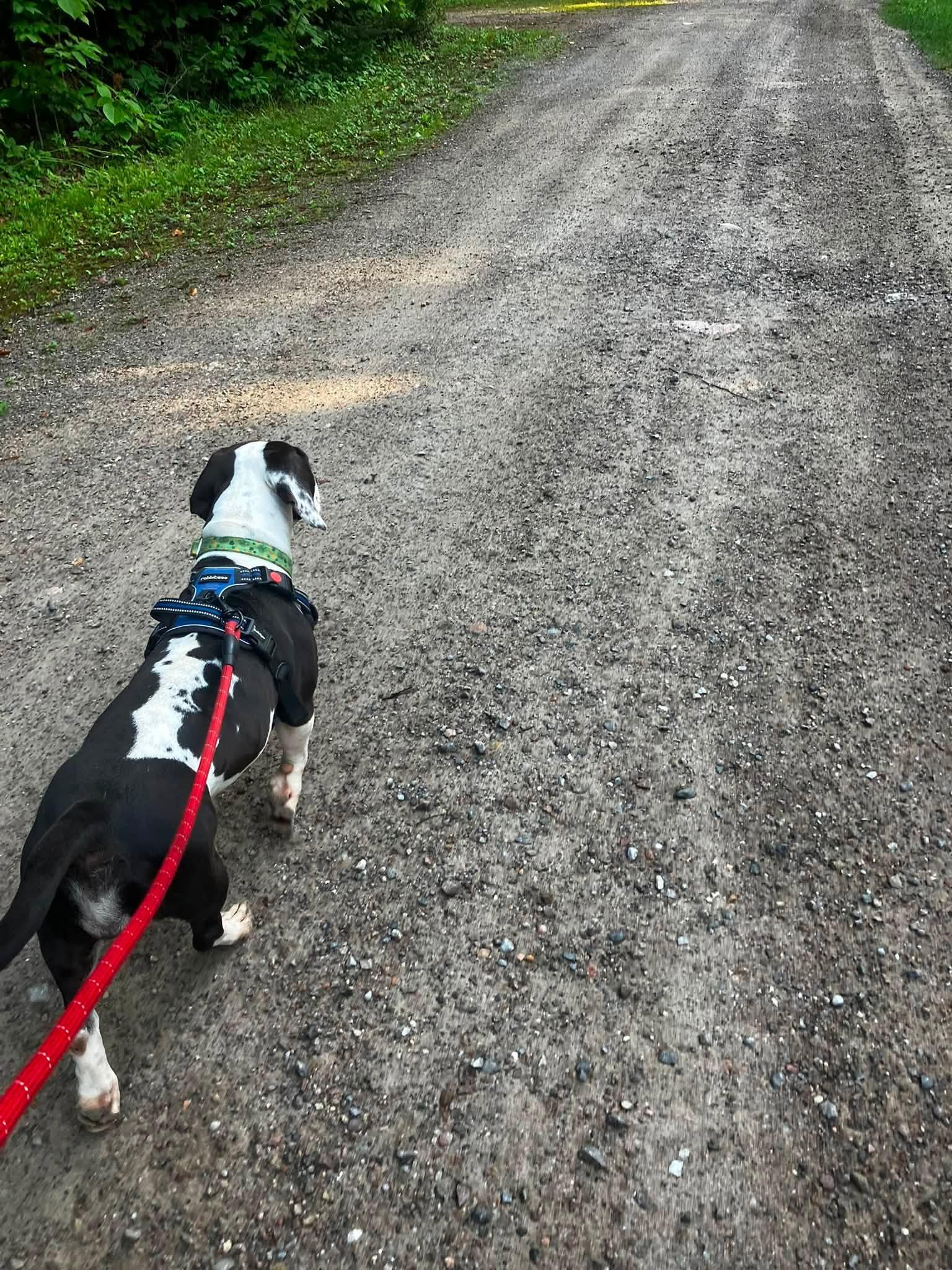 Enlarge Junie, a Adoption Pending Basset Hound in Woodstock, ON image 5/6