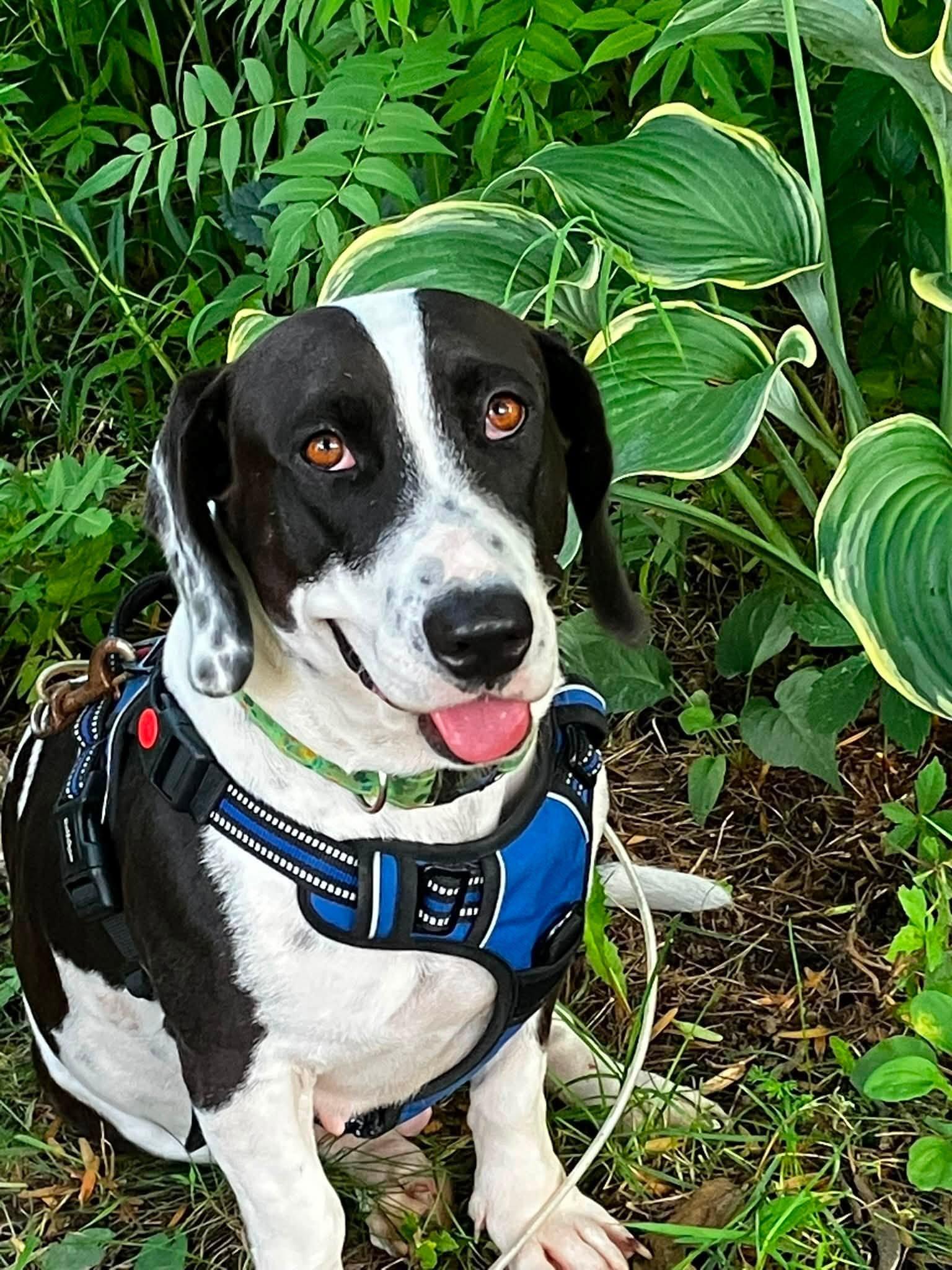 Junie, Adoptable, Young Female Basset Hound.