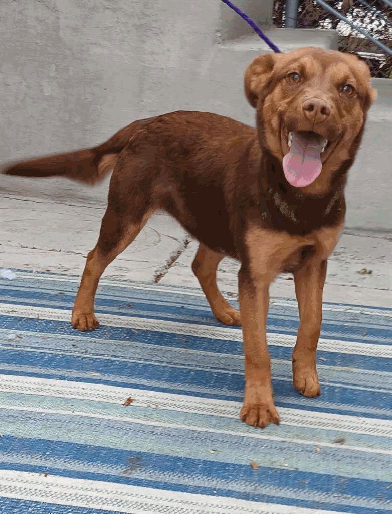 Enlarge Bailey, a Adoptable mixed breed in Salt Lake City, UT image 1/1