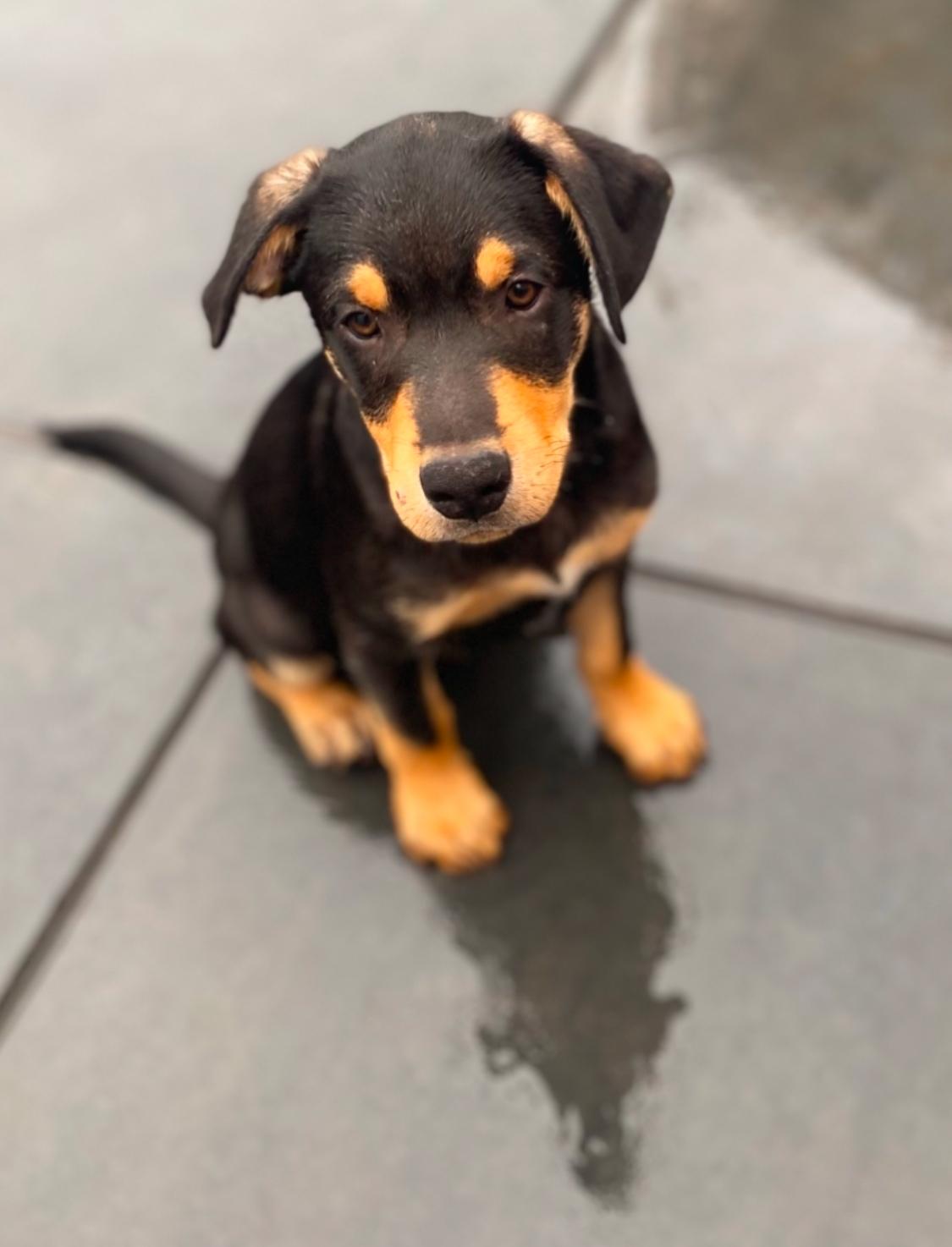 Roo