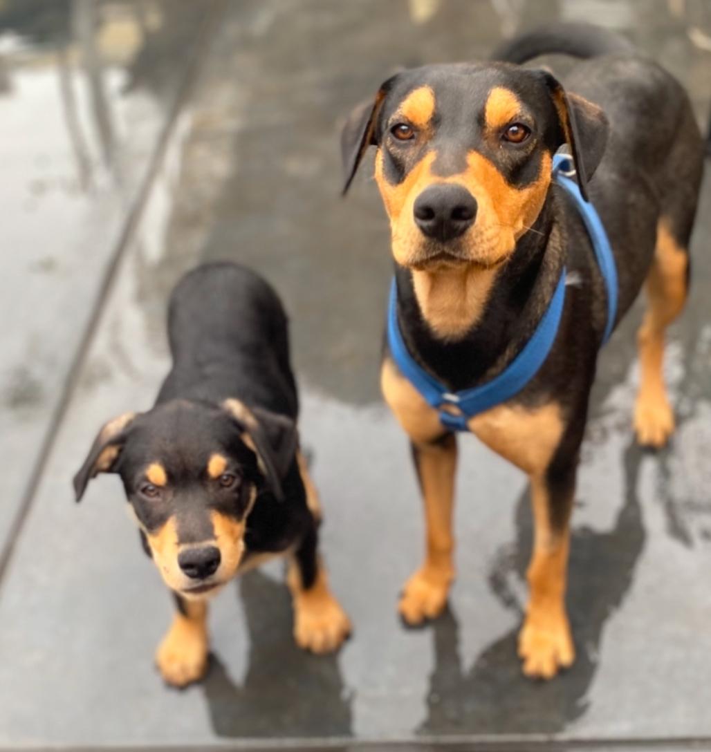 Roo, a Adoptable Doberman Pinscher image 2/3