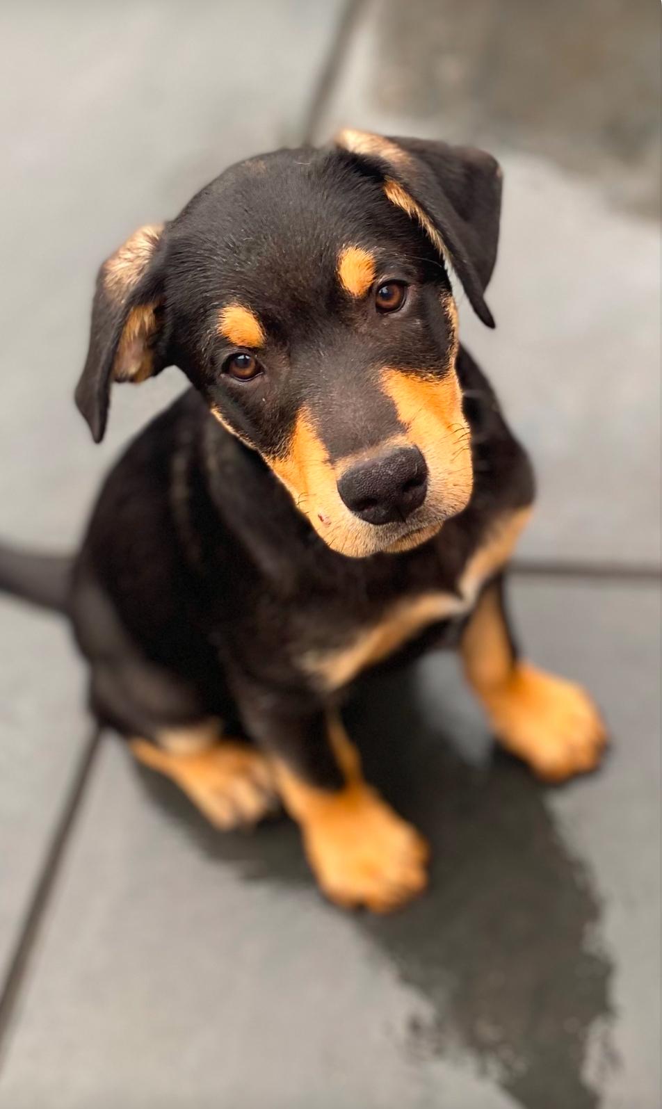 Roo, a Adoptable Doberman Pinscher image 3/3