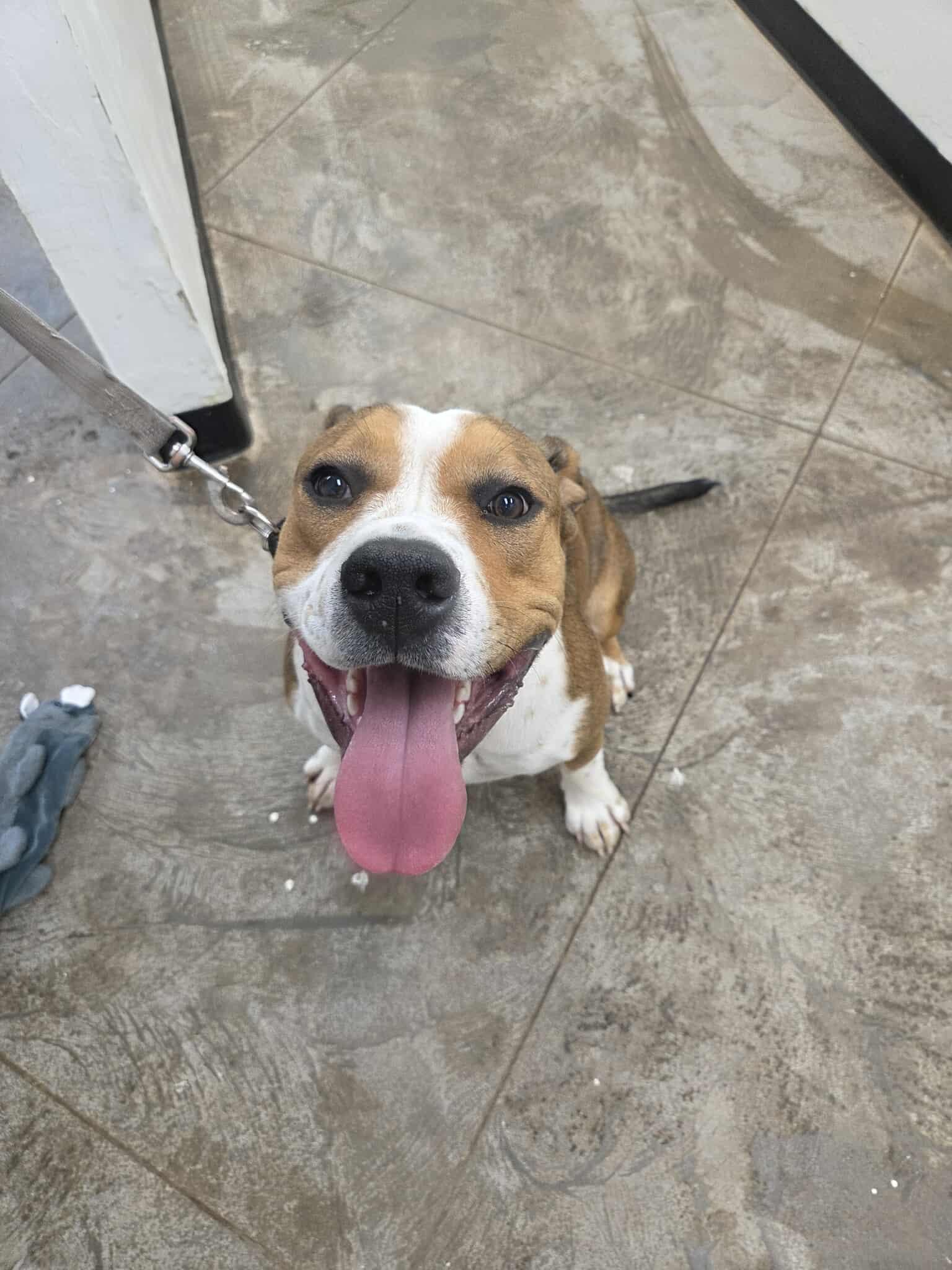 Bubba, an adoptable Mixed Breed in Roosevelt, UT, 84066 | Photo Image 2