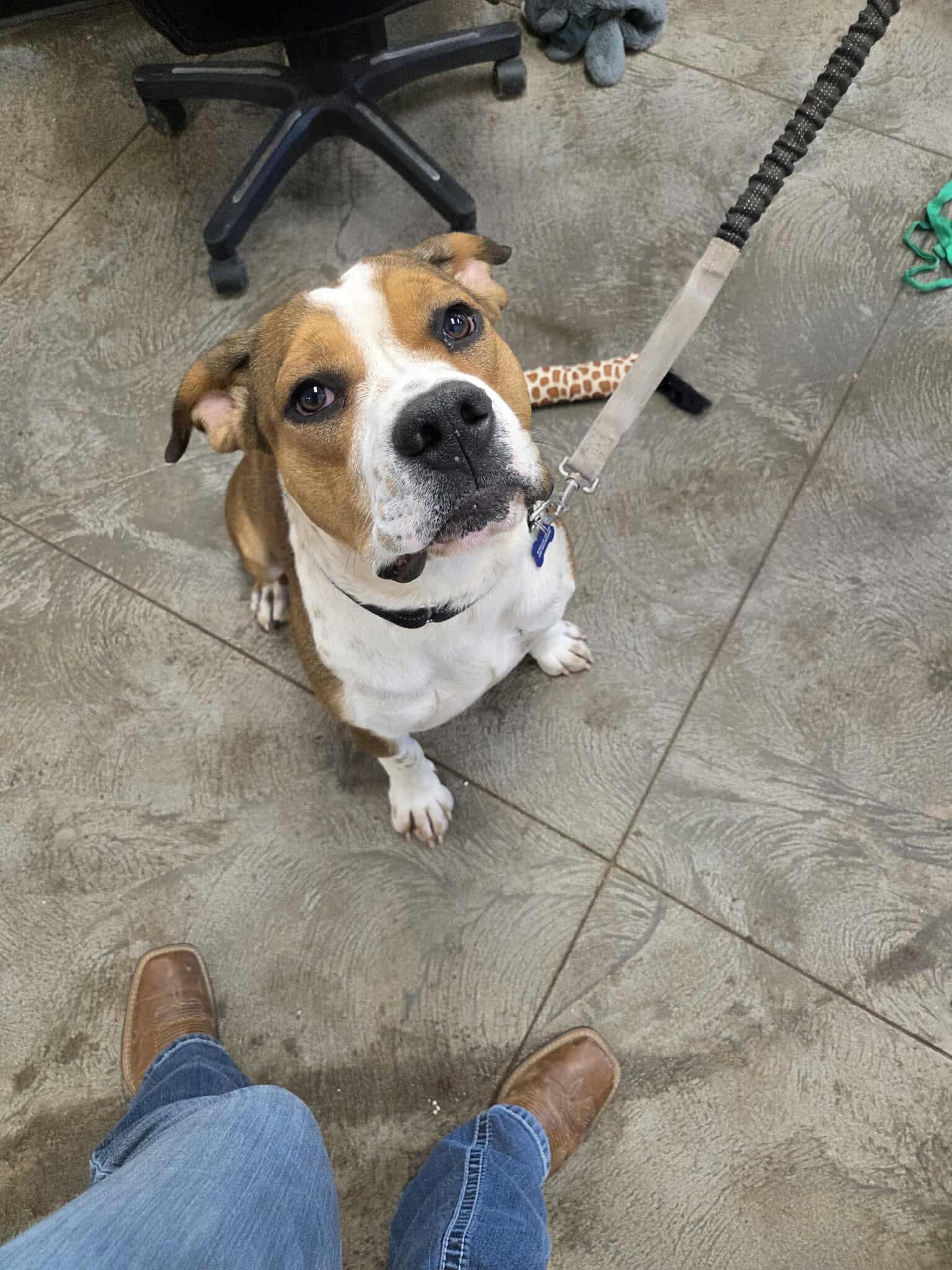 Bubba, an adoptable Mixed Breed in Roosevelt, UT, 84066 | Photo Image 4