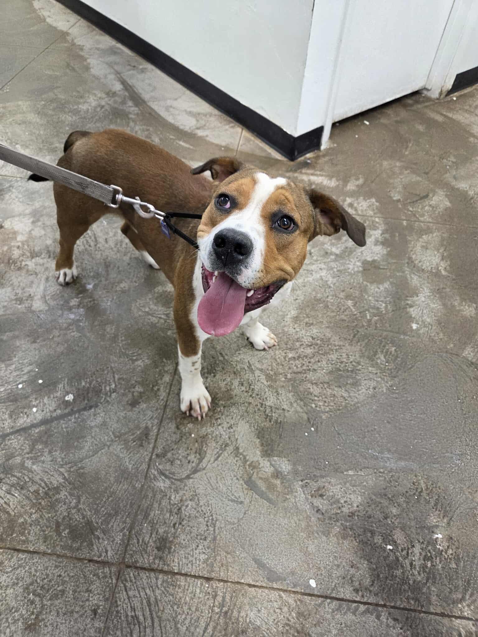 Bubba, an adoptable Mixed Breed in Roosevelt, UT, 84066 | Photo Image 3