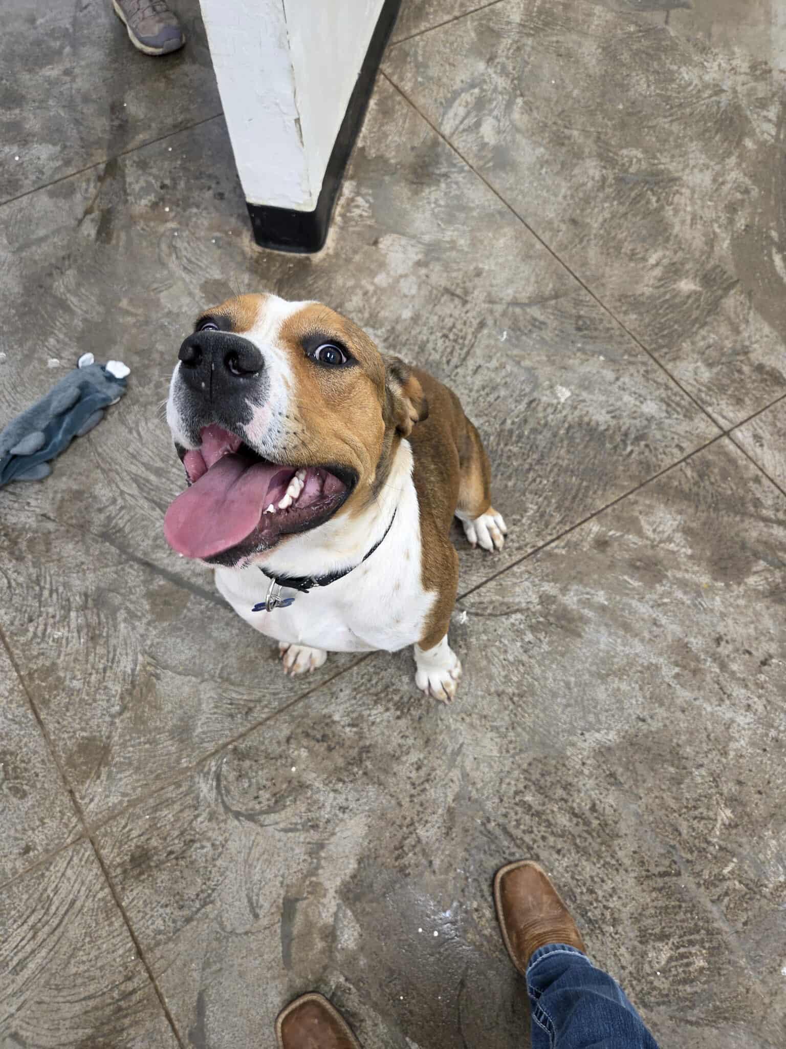 Bubba, an adoptable Mixed Breed in Roosevelt, UT, 84066 | Photo Image 1
