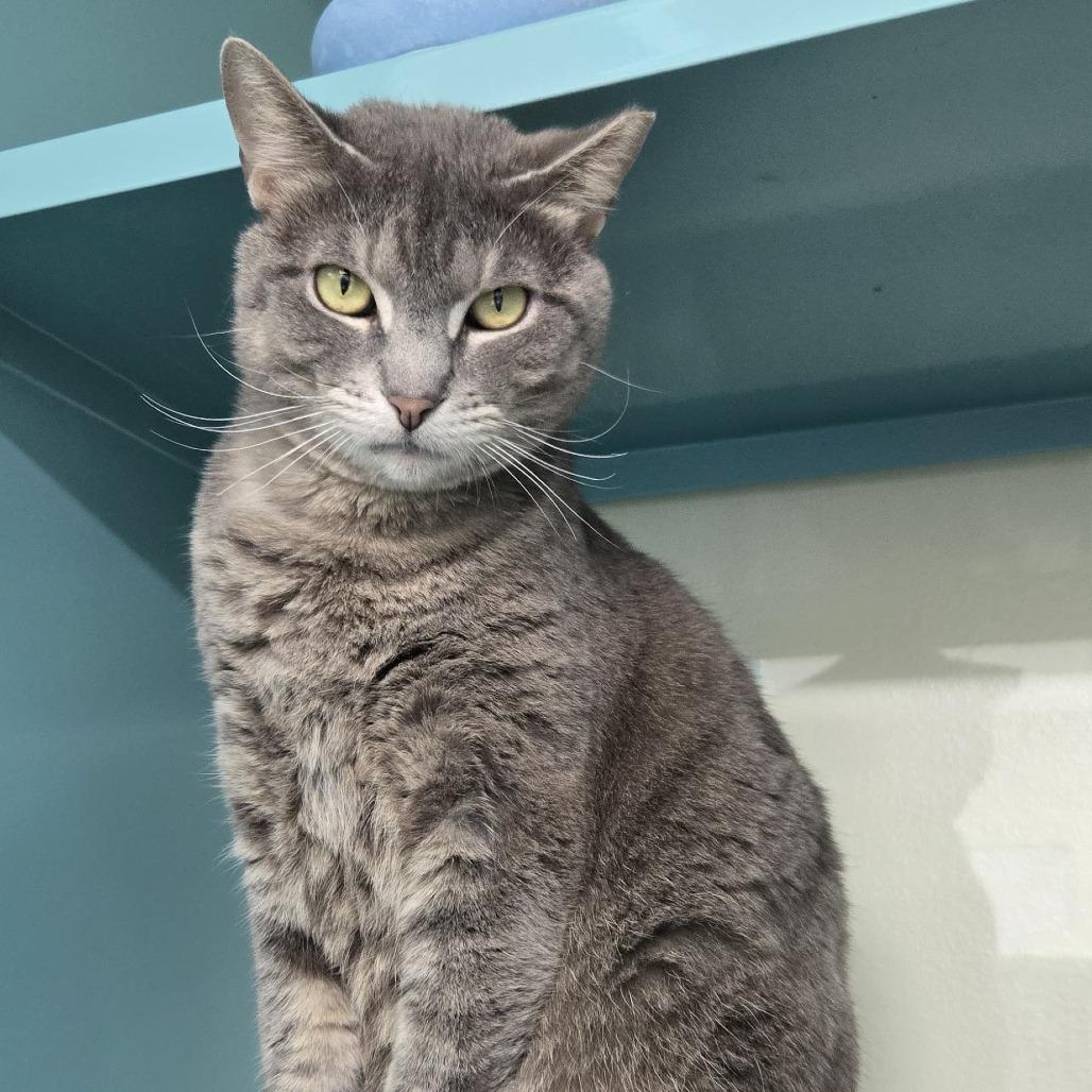 Willow, a Adoptable Domestic Short Hair in Lauderhill, FL image 2/6