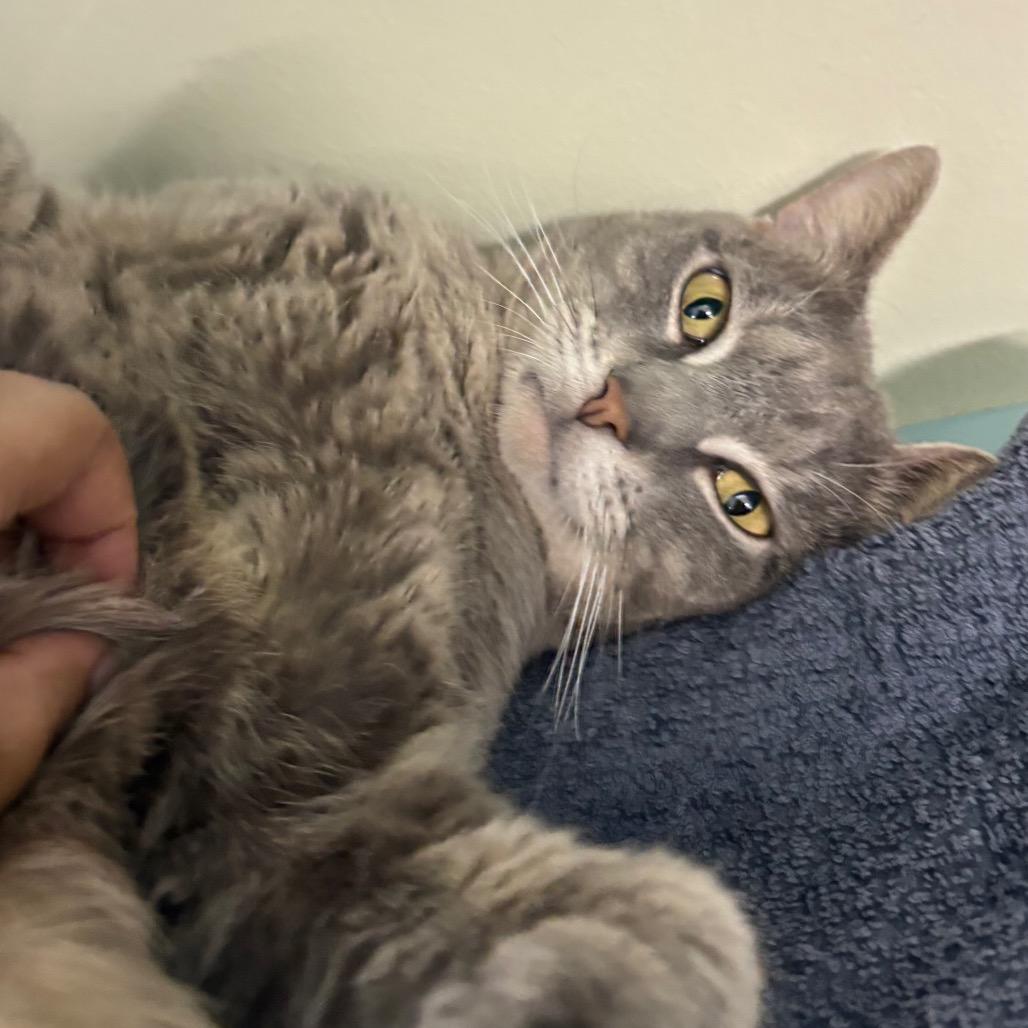 Willow, a Adoptable Domestic Short Hair in Lauderhill, FL image 4/6