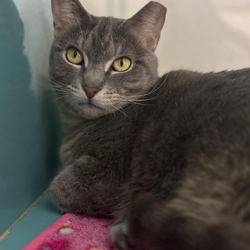 Willow, a Adoptable Domestic Short Hair in Lauderhill, FL image 3/6