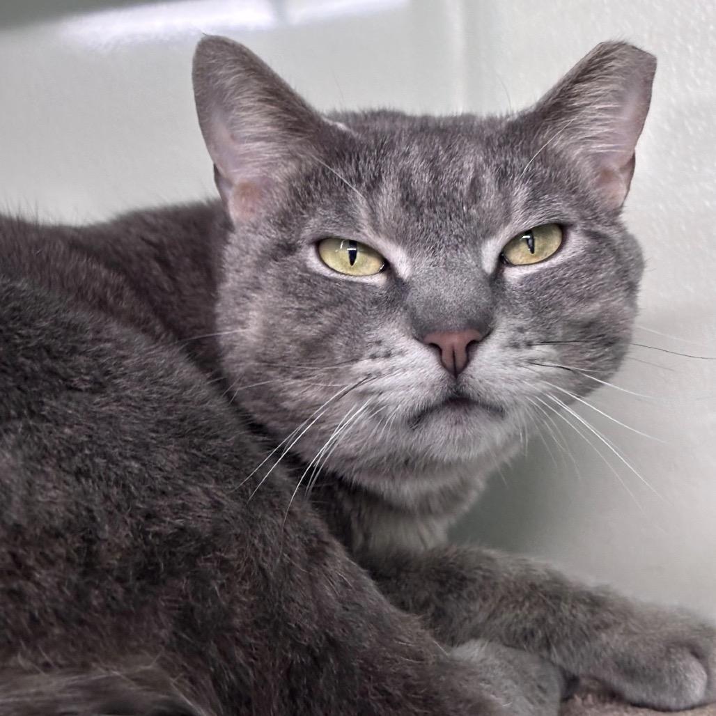 Willow, a Adoptable Domestic Short Hair in Lauderhill, FL image 5/6