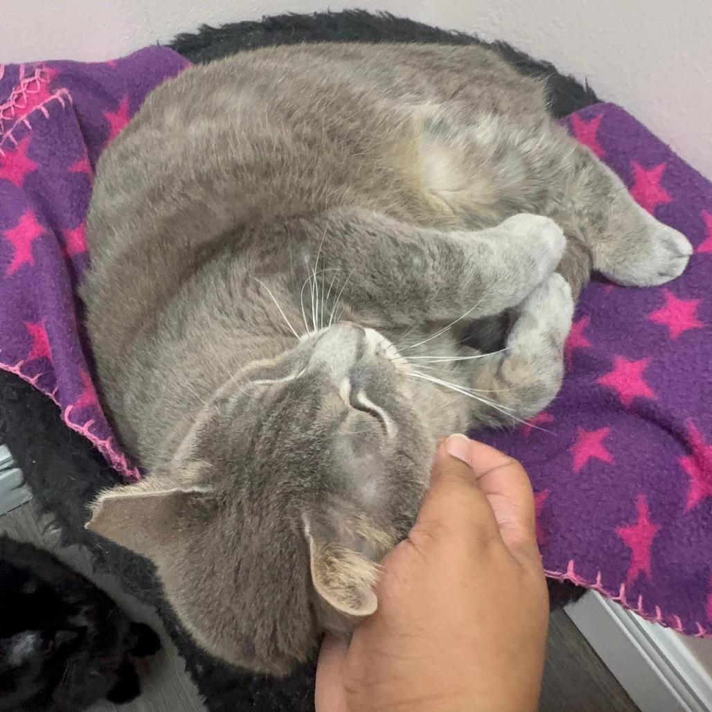 Willow, a Adoptable Domestic Short Hair in Lauderhill, FL image 6/6