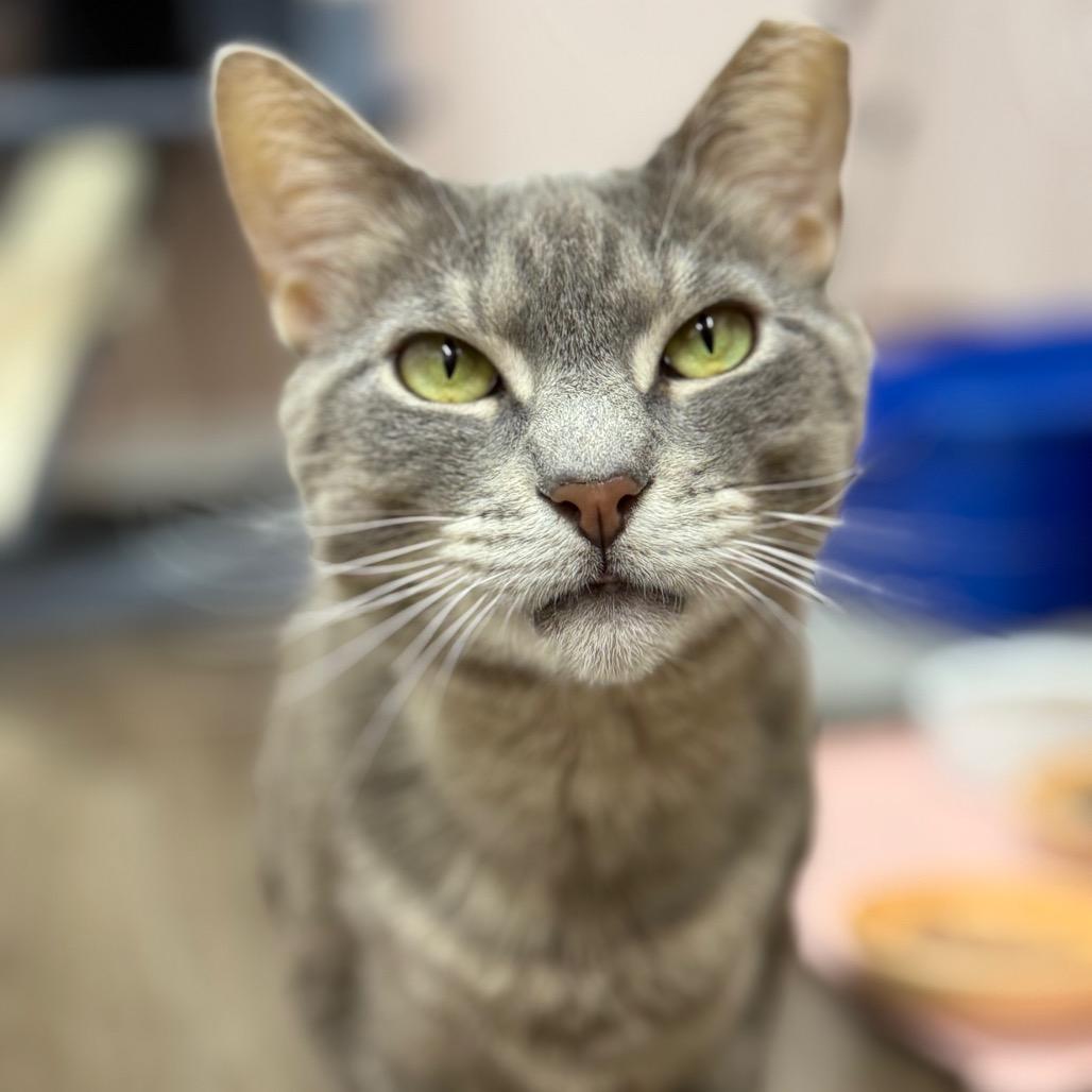 Willow, a Adoptable Domestic Short Hair in Lauderhill, FL image 1/6