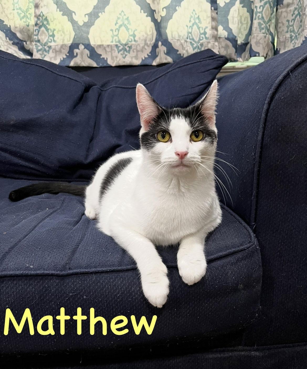 Enlarge Mickey w/Matthew Willow Grove (FCID 11/07/2022-46), a Adoptable Domestic Short Hair in Willow Grove, PA image 2/3