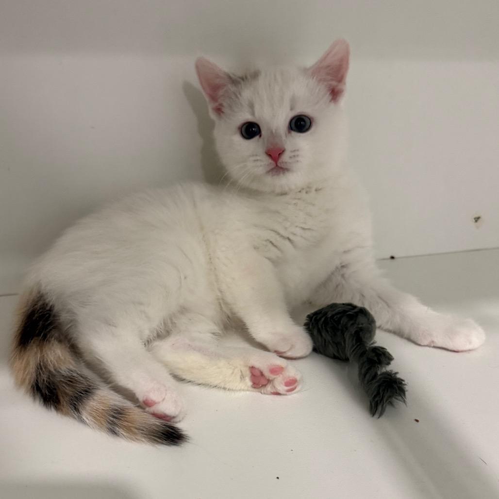 Isabelle, ADOPTABLE, Kitten Female American Shorthair.