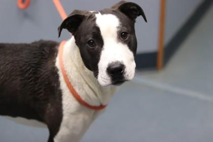 Pippin, Adoptable, Young Male Mixed Breed & Mixed Breed.