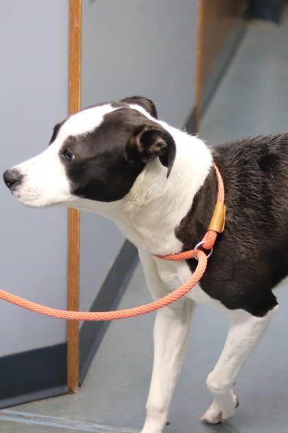 Pippin, a Adoptable mixed breed in Walla Walla, WA image 3/3