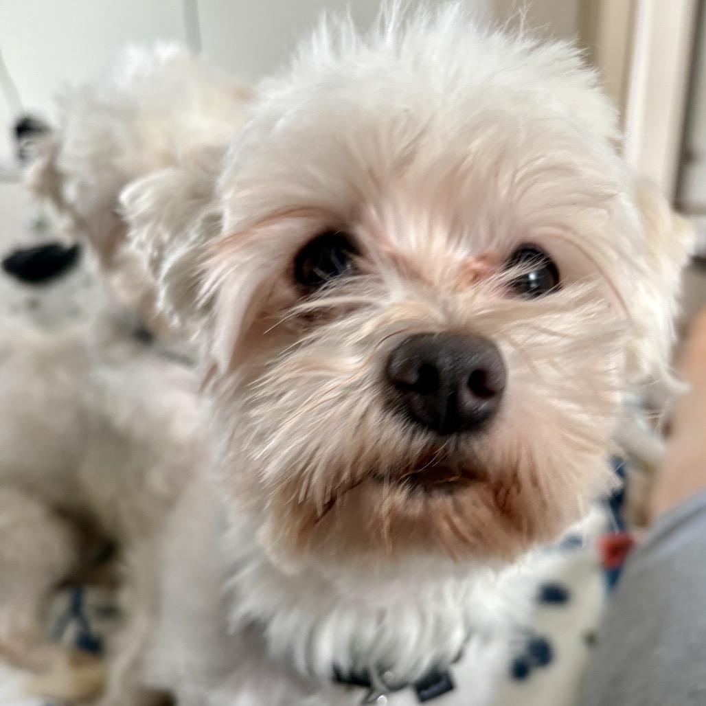 Bertram — thumbnail 2