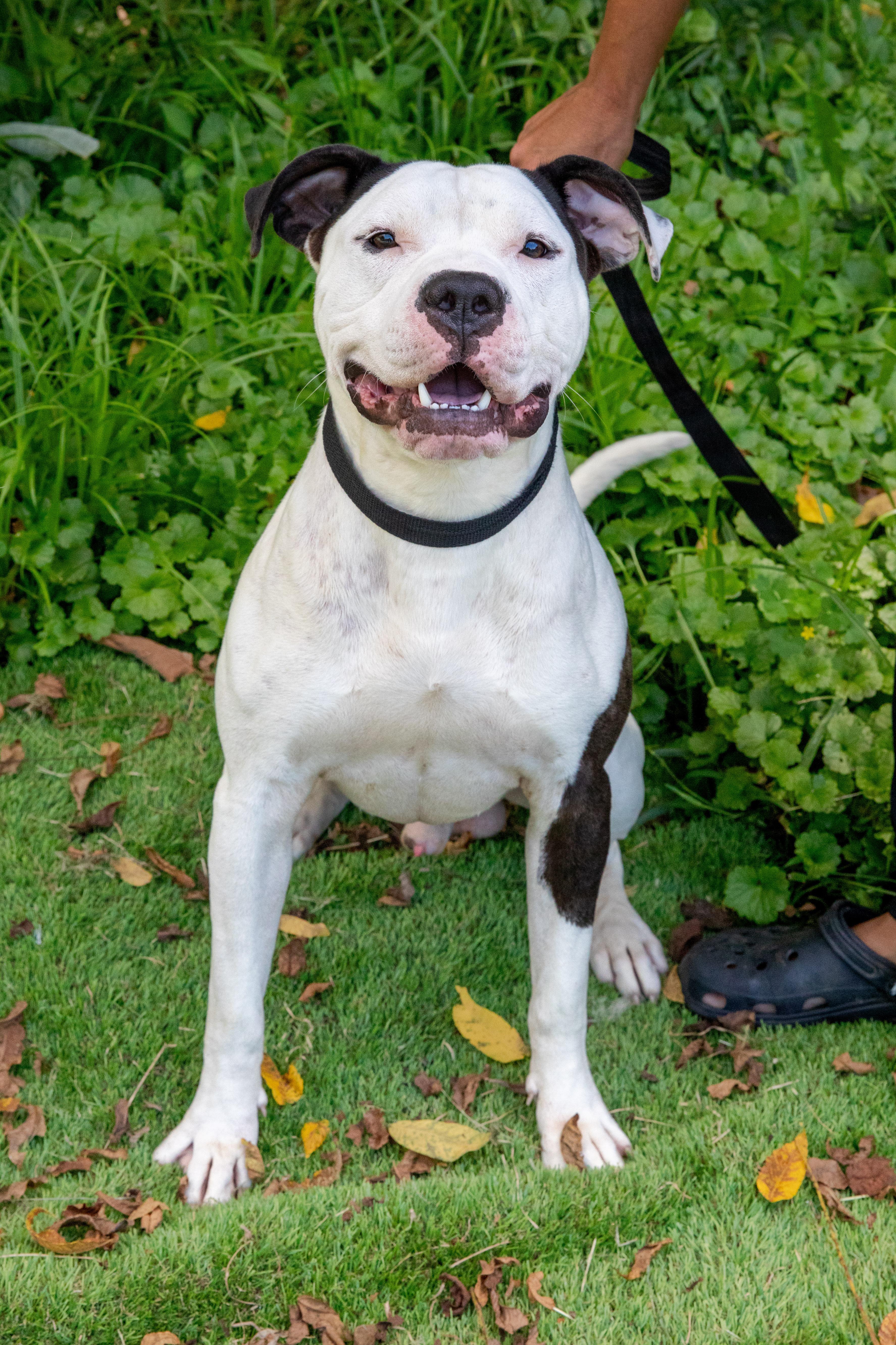 Enlarge Debo, a Adoptable Pit Bull Terrier in Berea, KY image 1/1
