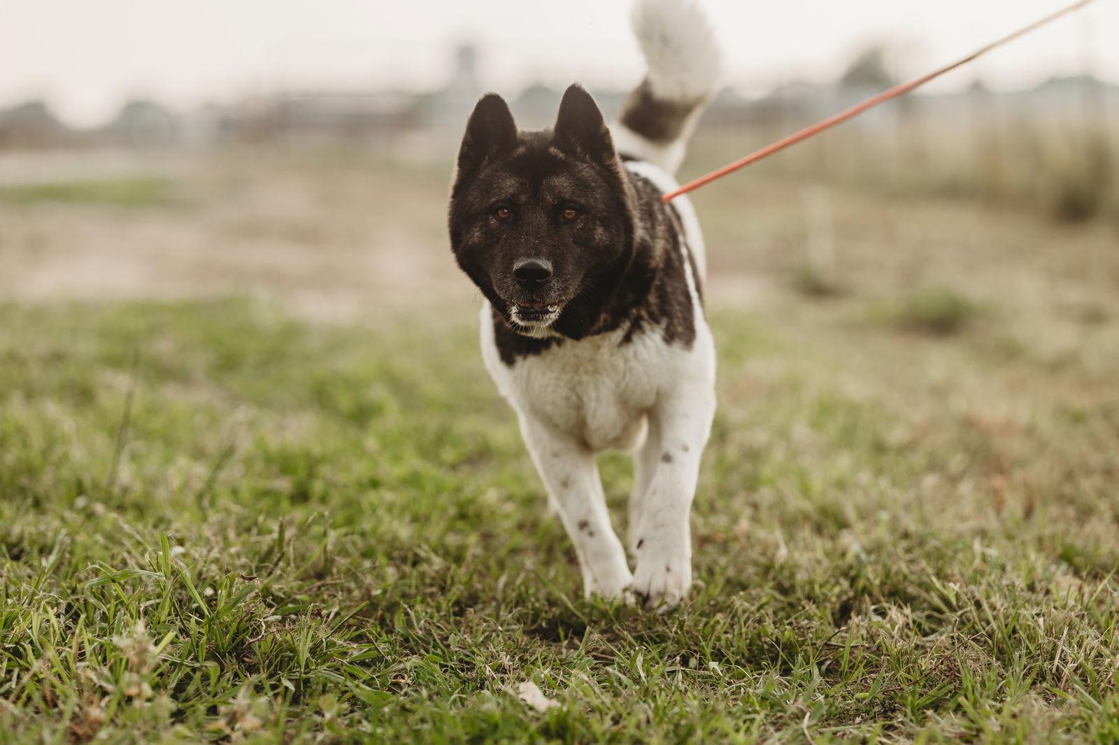 Alice, Adoptable, Adult Female Akita.