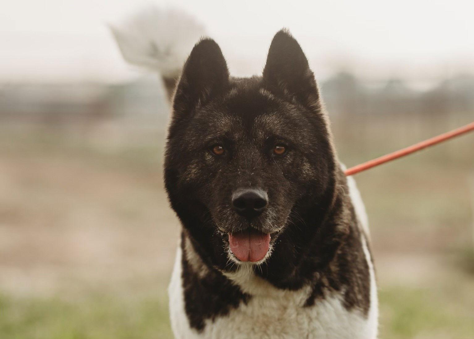 Enlarge Alice, a Adoptable Akita in Klondike, TX image 2/3