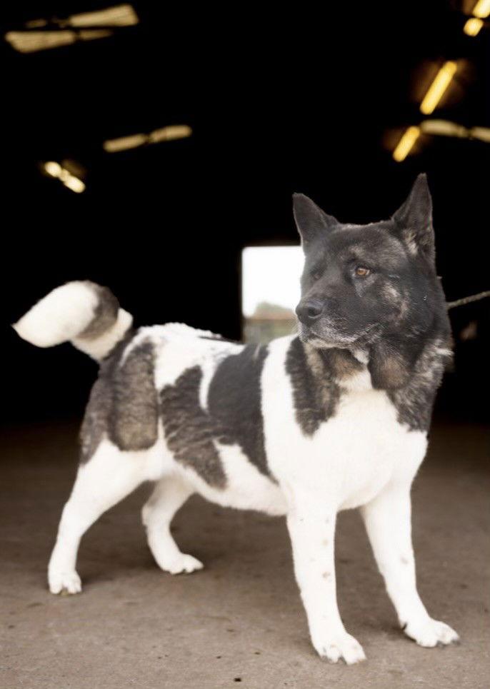 Enlarge Alice, a Adoptable Akita in Klondike, TX image 3/3