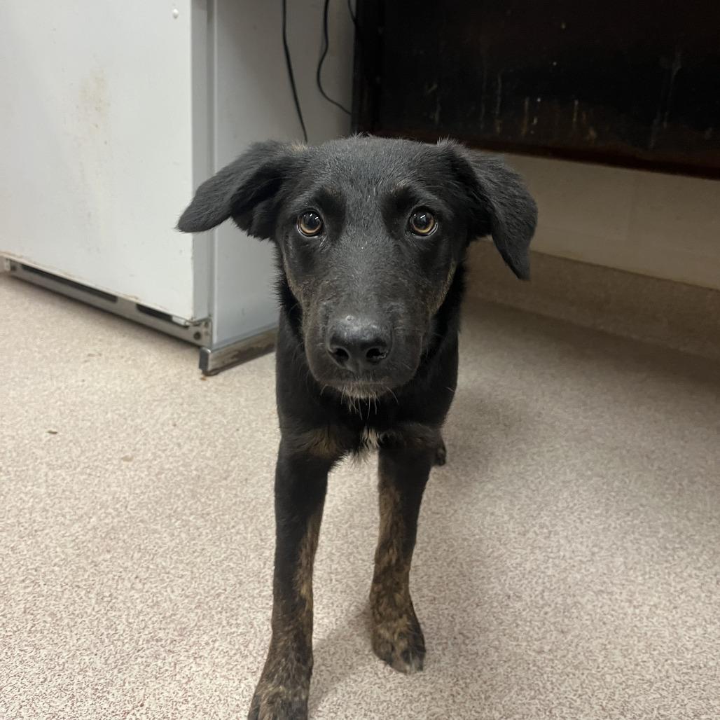 Hollie, Adoptable, Young Female Shepherd & Mixed Breed.