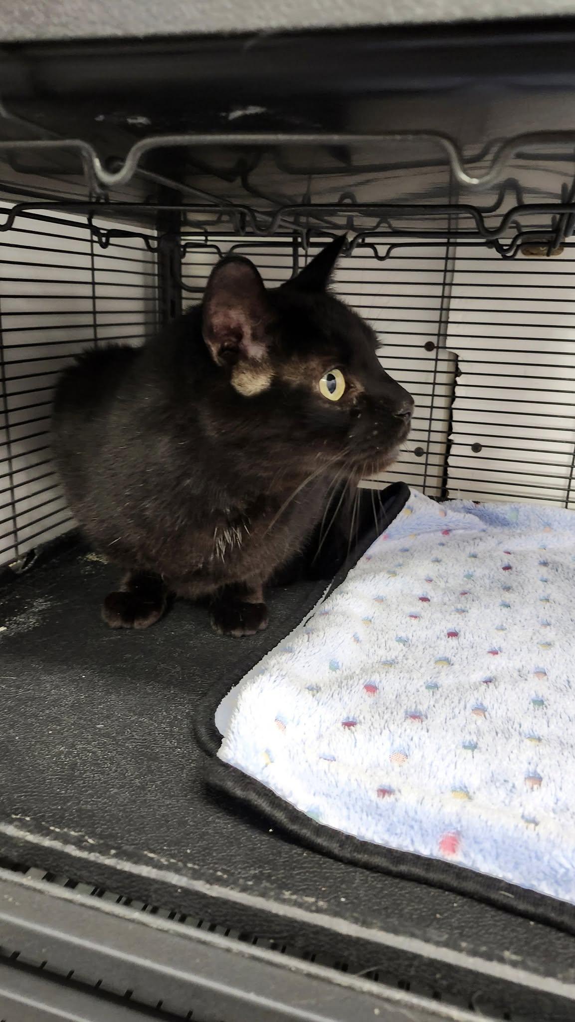 Enlarge Smoke, a ADOPTABLE Domestic Short Hair in Meadow Lake, SK image 2/3
