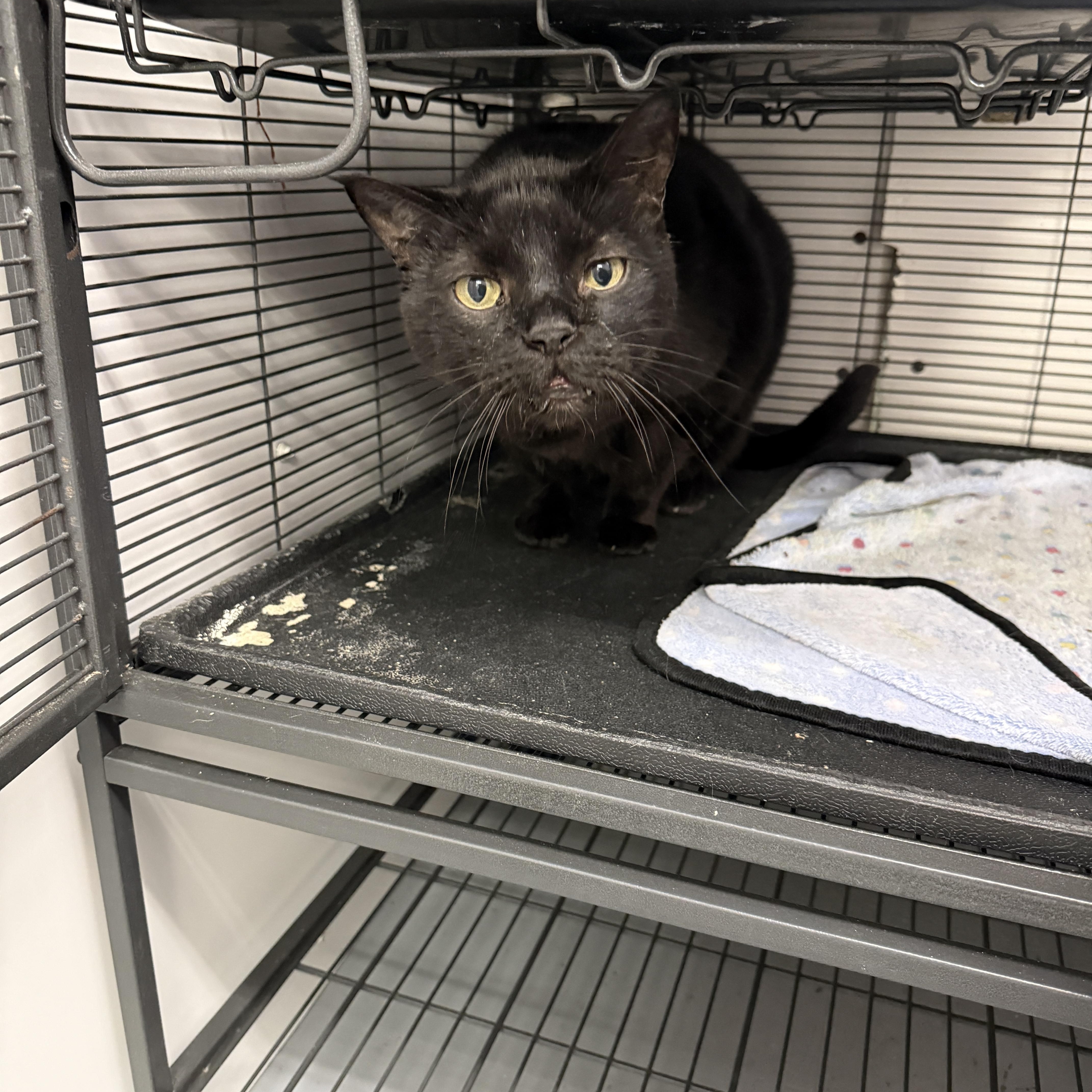 Enlarge Smoke, a ADOPTABLE Domestic Short Hair in Meadow Lake, SK image 3/3