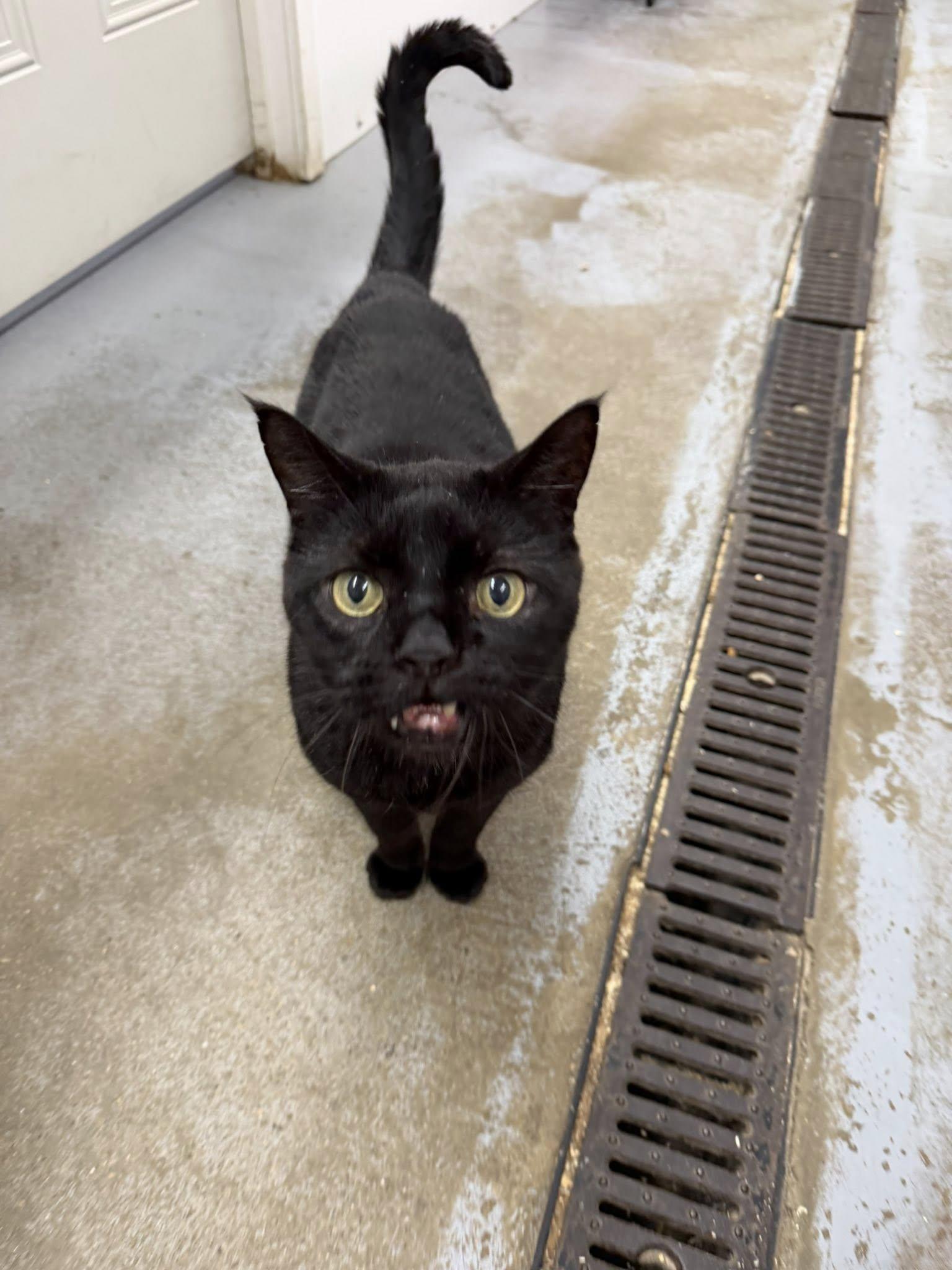 Enlarge Smoke, a ADOPTABLE Domestic Short Hair in Meadow Lake, SK image 1/3