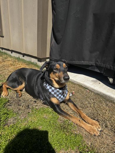 Finn — thumbnail 5