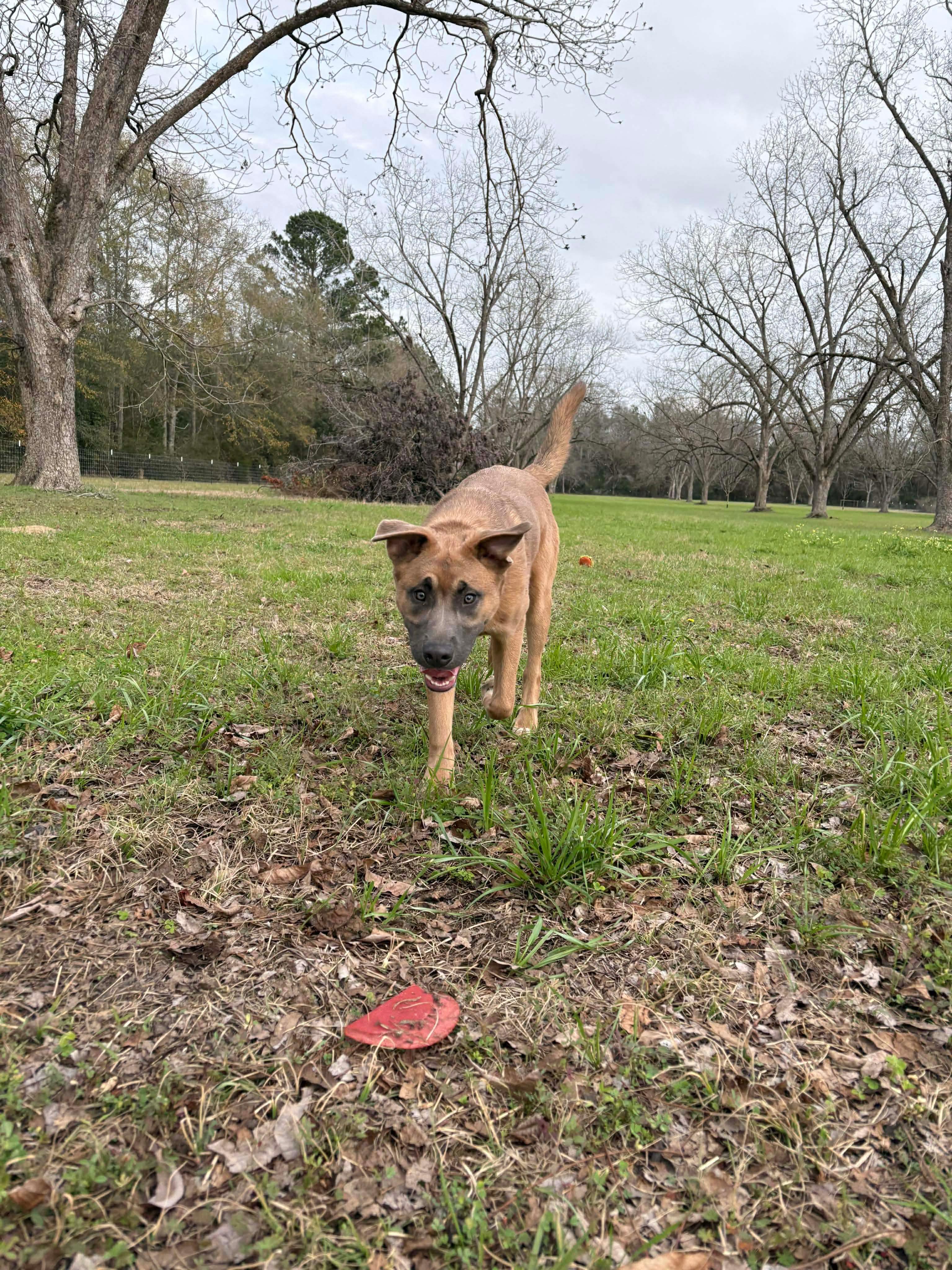 Luke, a Adoptable mixed breed in Valdosta, GA image 2/2
