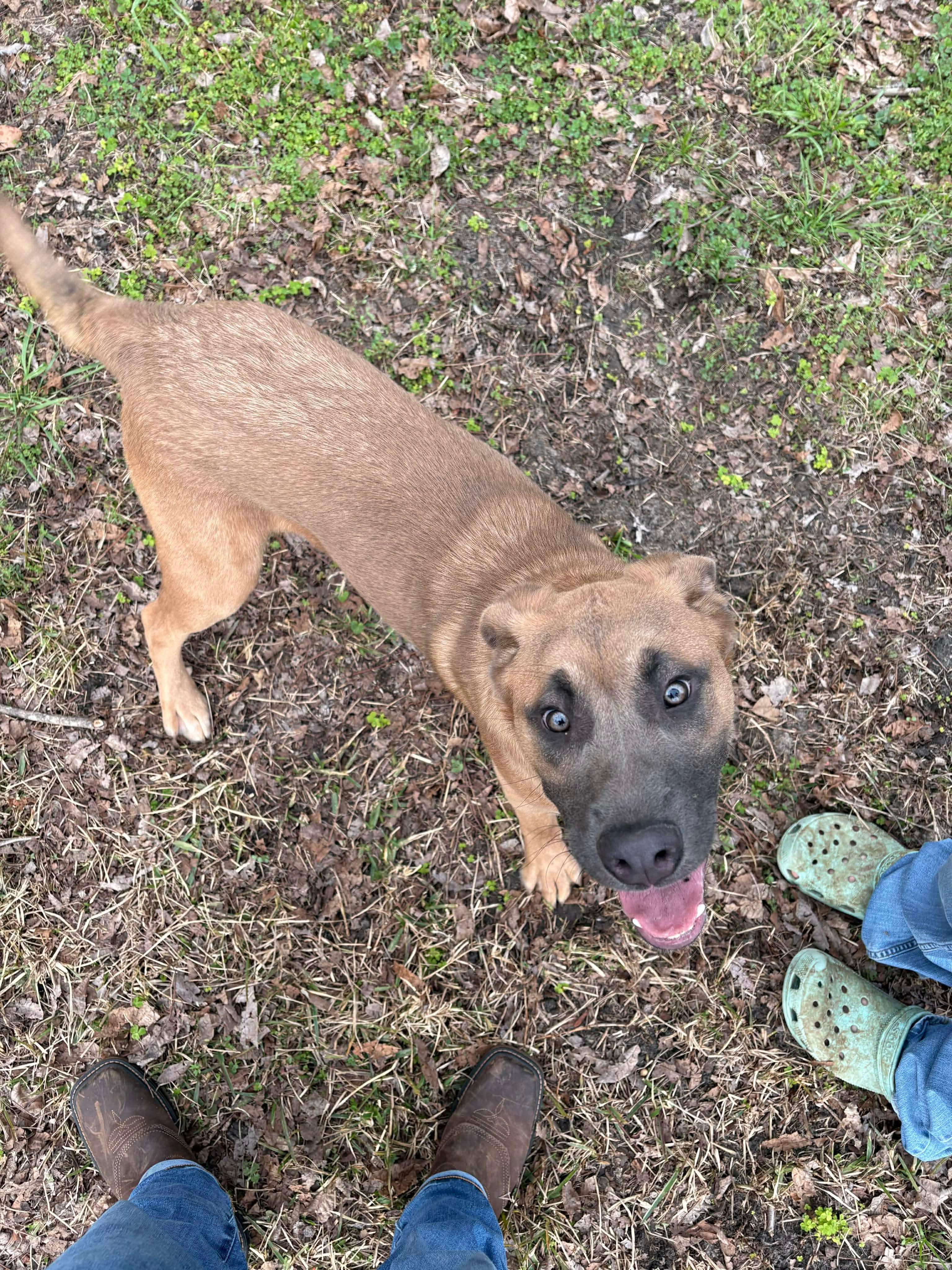 Luke, Adoptable, Puppy Male Shepherd.