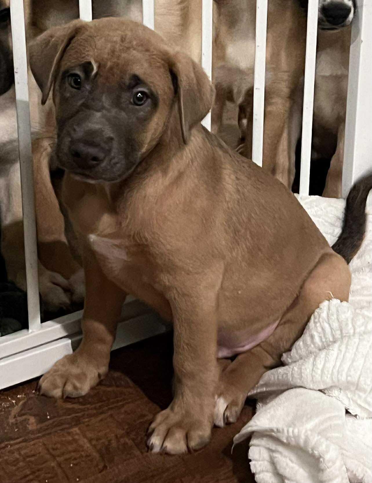 Enlarge Luke, a Adoptable mixed breed in Valdosta, GA image 1/1