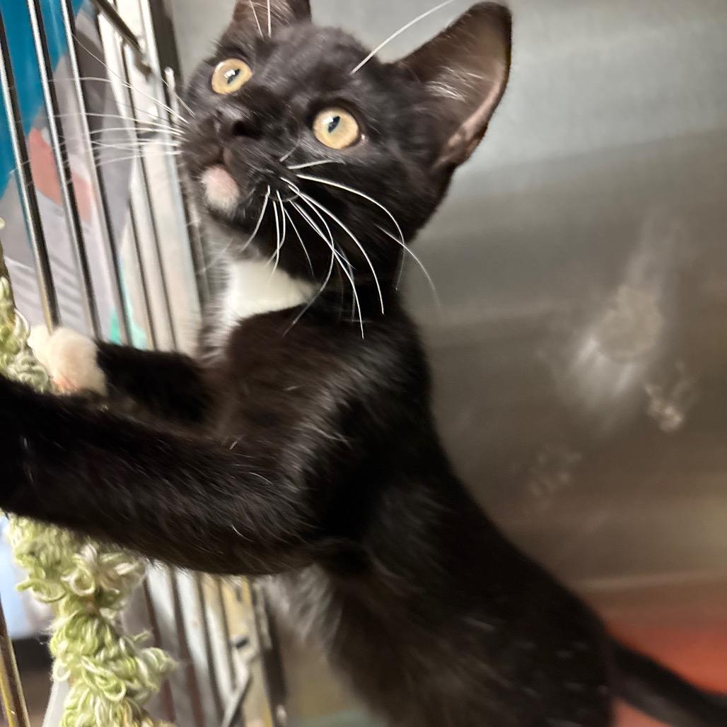 Enlarge Hairy Pawter, a Adoptable Domestic Short Hair in Davenport, IA image 1/4