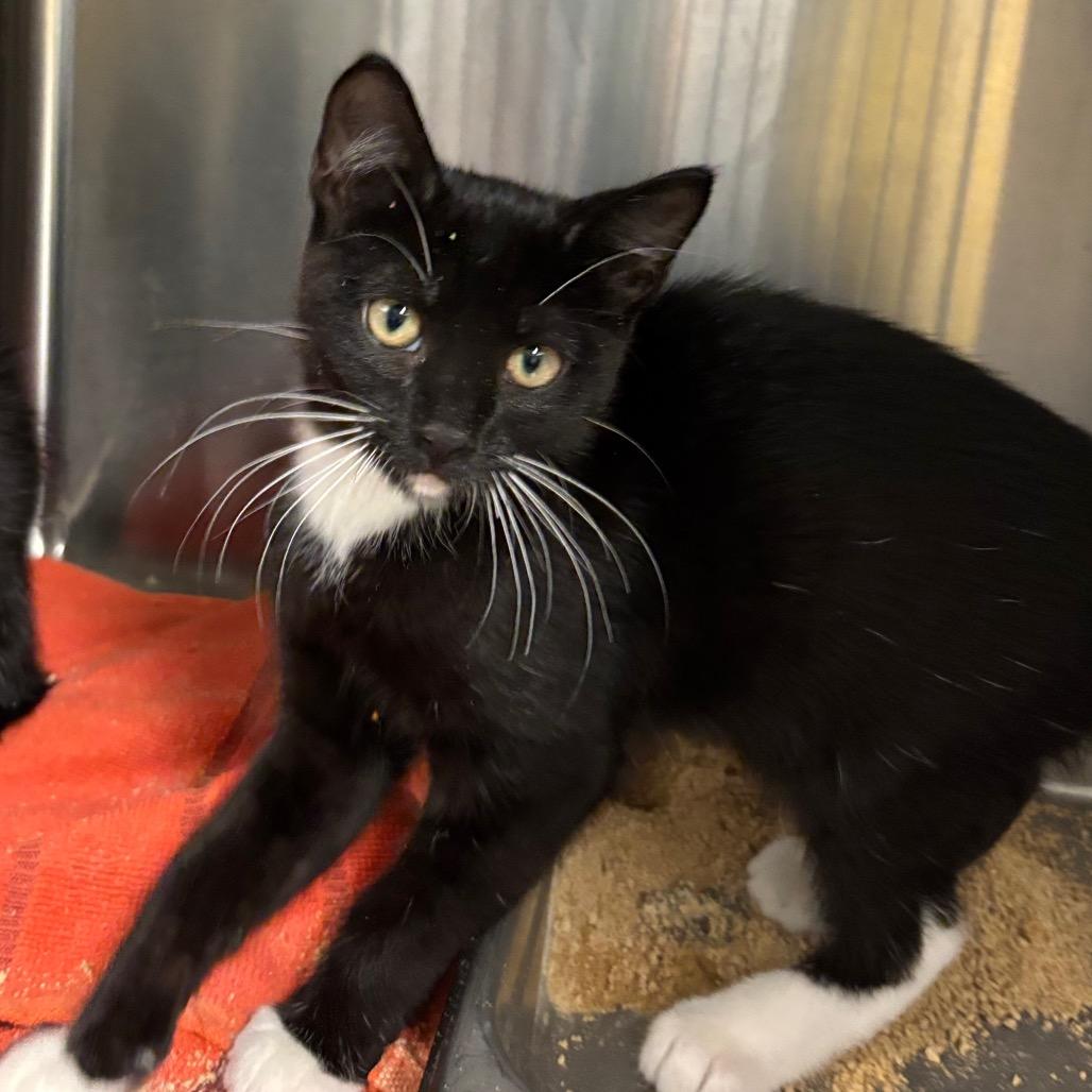 Enlarge Hairy Pawter, a Adoptable Domestic Short Hair in Davenport, IA image 2/4