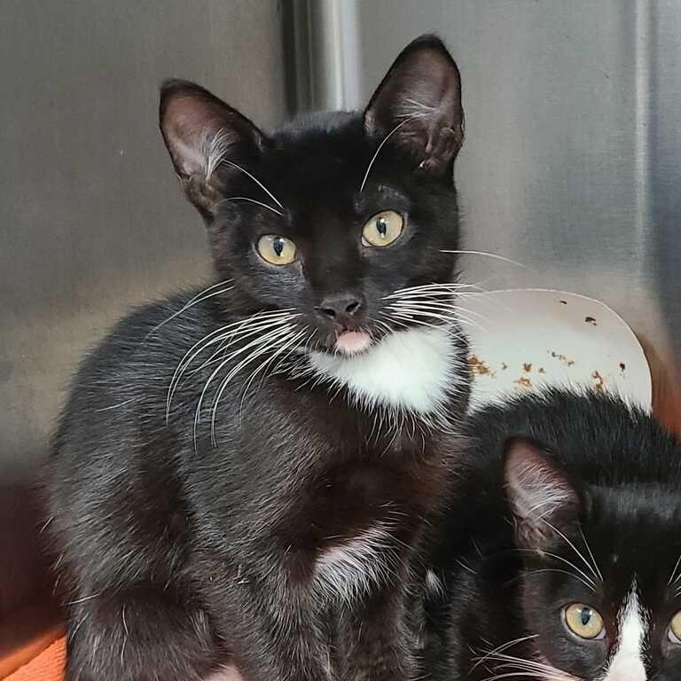 Enlarge Hairy Pawter, a Adoptable Domestic Short Hair in Davenport, IA image 3/4