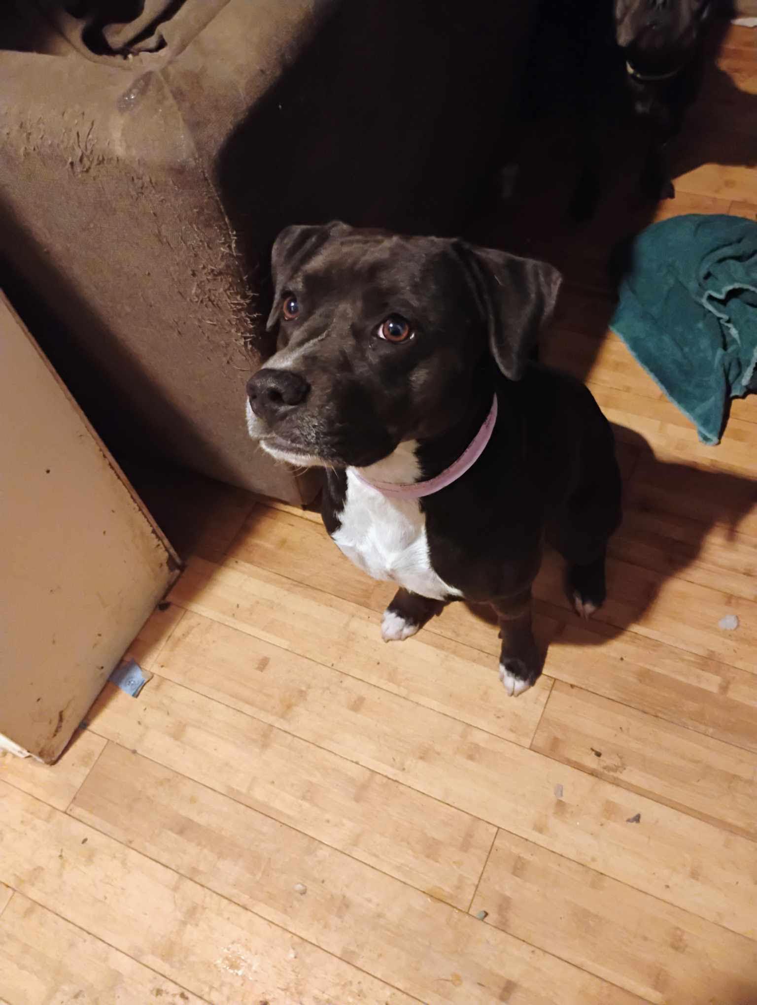 Jonnie, a Adoptable mixed breed in St. Louis, MO image 1/3