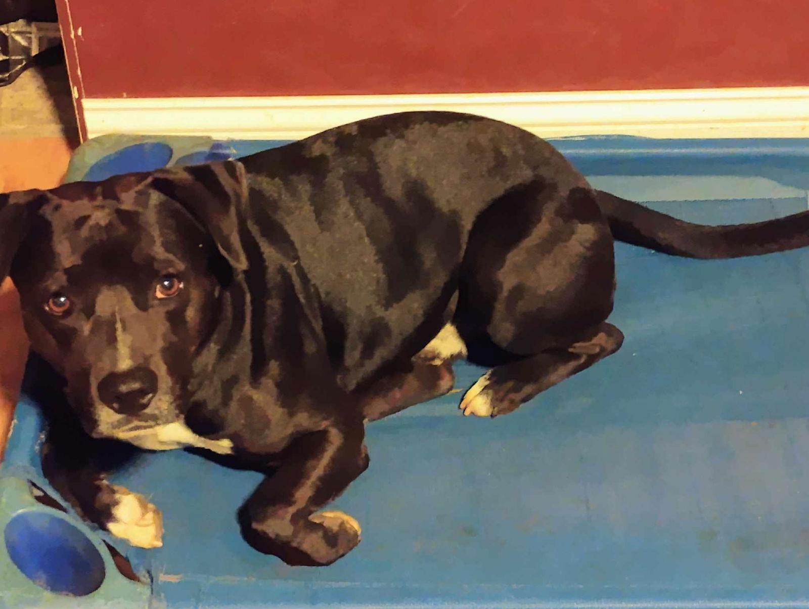 Jonnie, a Adoptable mixed breed in St. Louis, MO image 2/3