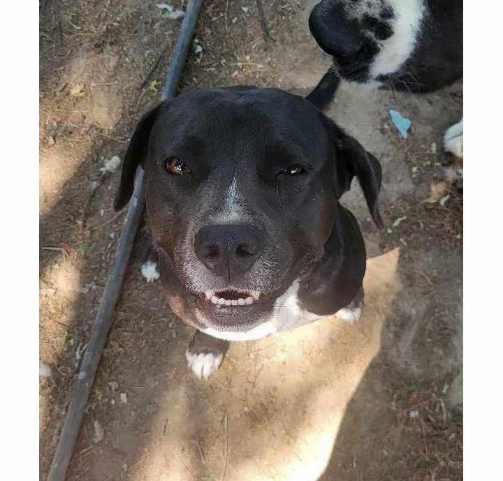 Jonnie, a Adoptable mixed breed in St. Louis, MO image 3/3