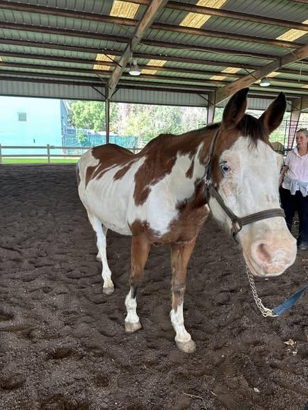 Enlarge Rover, a ADOPTABLE Grade in Mount Hermon, LA image 1/1