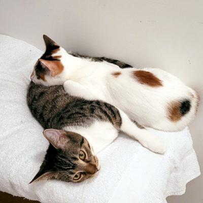 Claire, Adoptable, Kitten Female Domestic Short Hair.