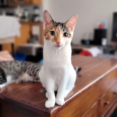 Enlarge Claire, a Adoptable Domestic Short Hair in Mississauga, ON image 2/6