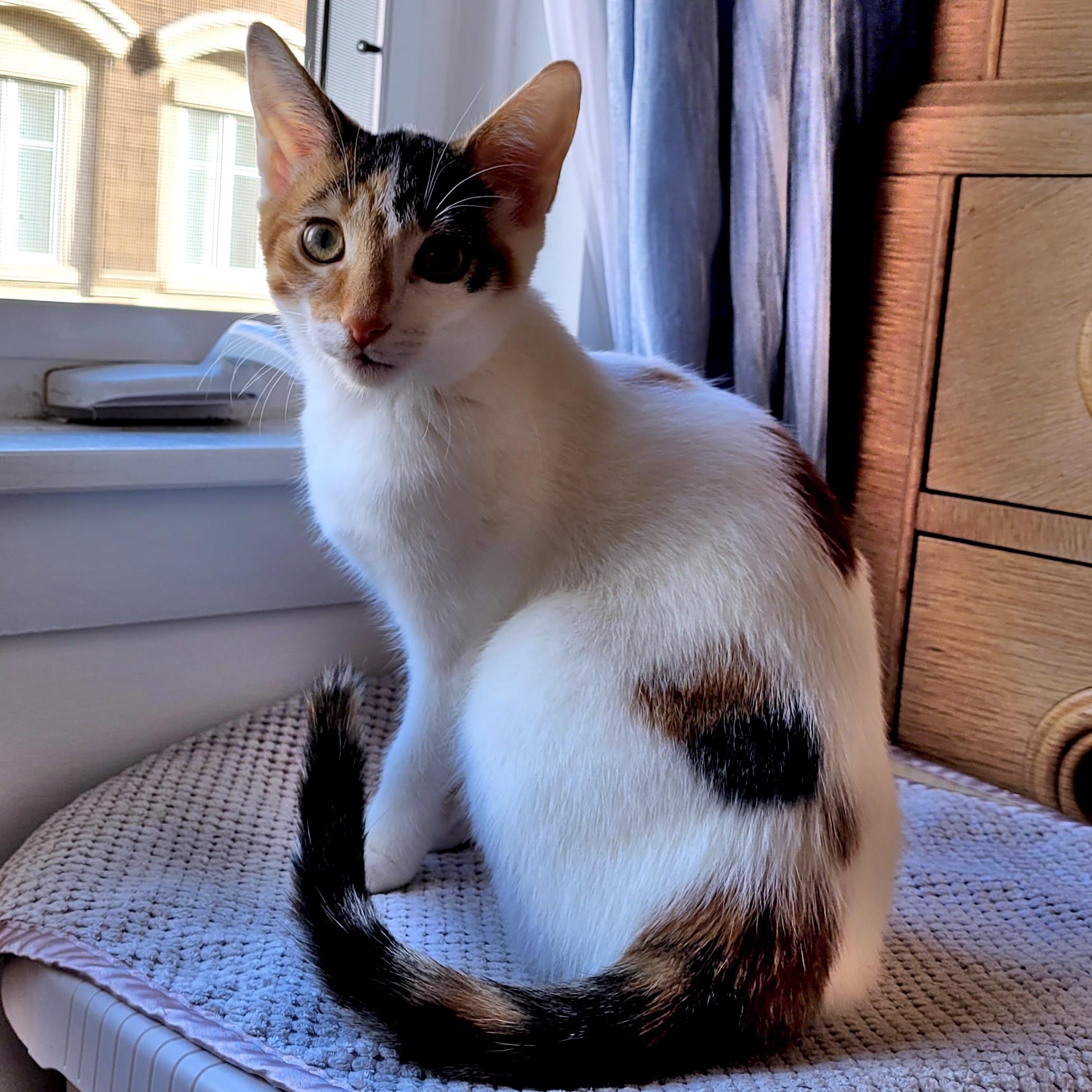 Claire, a Adoptable Domestic Short Hair in Mississauga, ON image 2/6