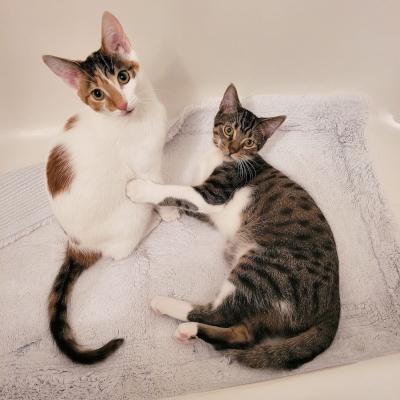 Enlarge Claire, a Adoptable Domestic Short Hair in Mississauga, ON image 5/6